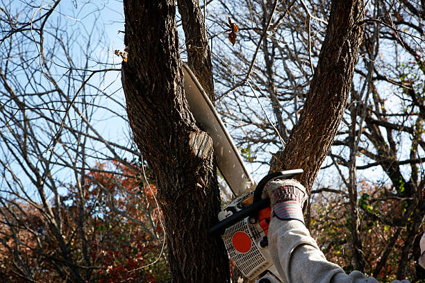 Best Emergency Tree Removal  in Carlyss, LA